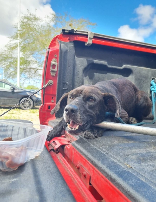 Cachorro após o resgate por Divulgação/ Corpo de Bombeiros