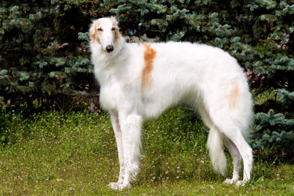 [Edicase]O borzoi é silencioso, educado e muito calmo (Imagem: volofin | Shutterstock) por Imagem: volofin | Shutterstock