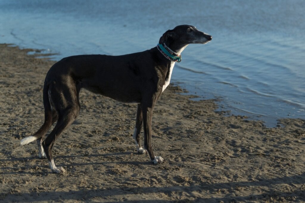 [Edicase]O galgo espanhol é calmo, discreto e bastante doce com pessoas de confiança (Imagem: Heidi Bollich | Shutterstock) por Imagem: Heidi Bollich | Shutterstock