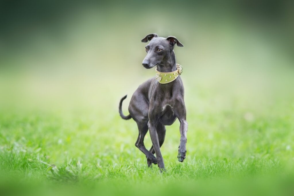[Edicase]O galgo italiano é muito ativo e veloz (Imagem: Kwadrat | Shutterstock) por Imagem: Kwadrat | Shutterstock
