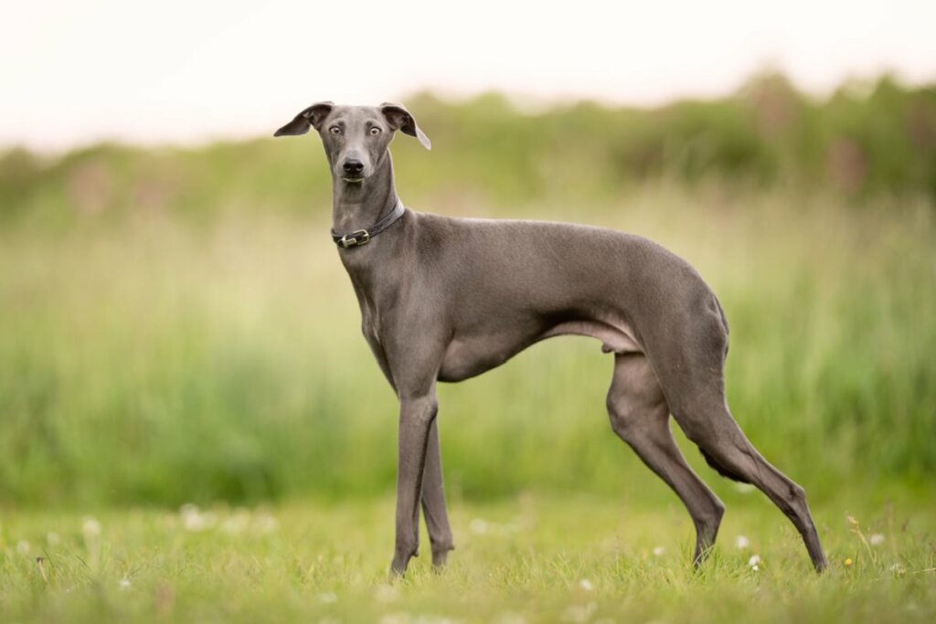 [Edicase]O greyhound gosta de tirar longas sonecas, é discreto e quase não late (Imagem: BIGANDT.COM | Shutterstock) por Imagem: BIGANDT.COM | Shutterstock