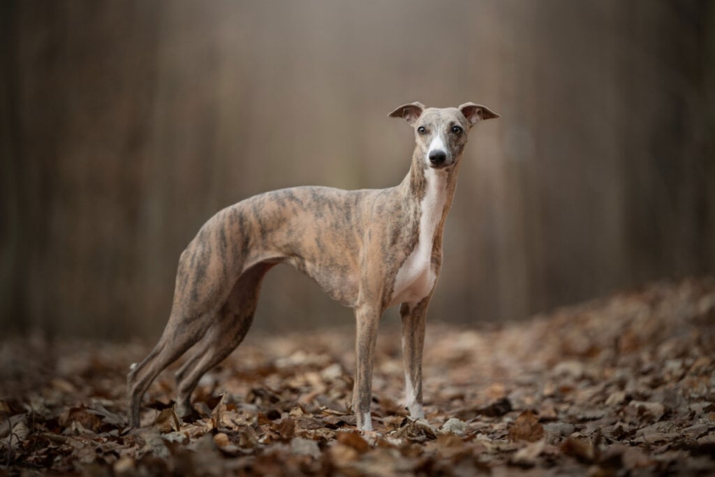 [Edicase]O whippet adora o colo do tutor e se dá bem com crianças (Imagem: nik174 | Shutterstock) por Imagem: nik174 | Shutterstock