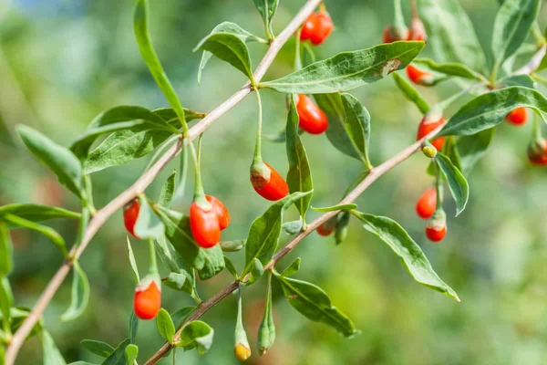Goji berry por Shutterstock