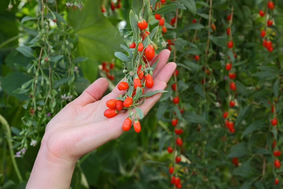 Goji berry por Shutterstock