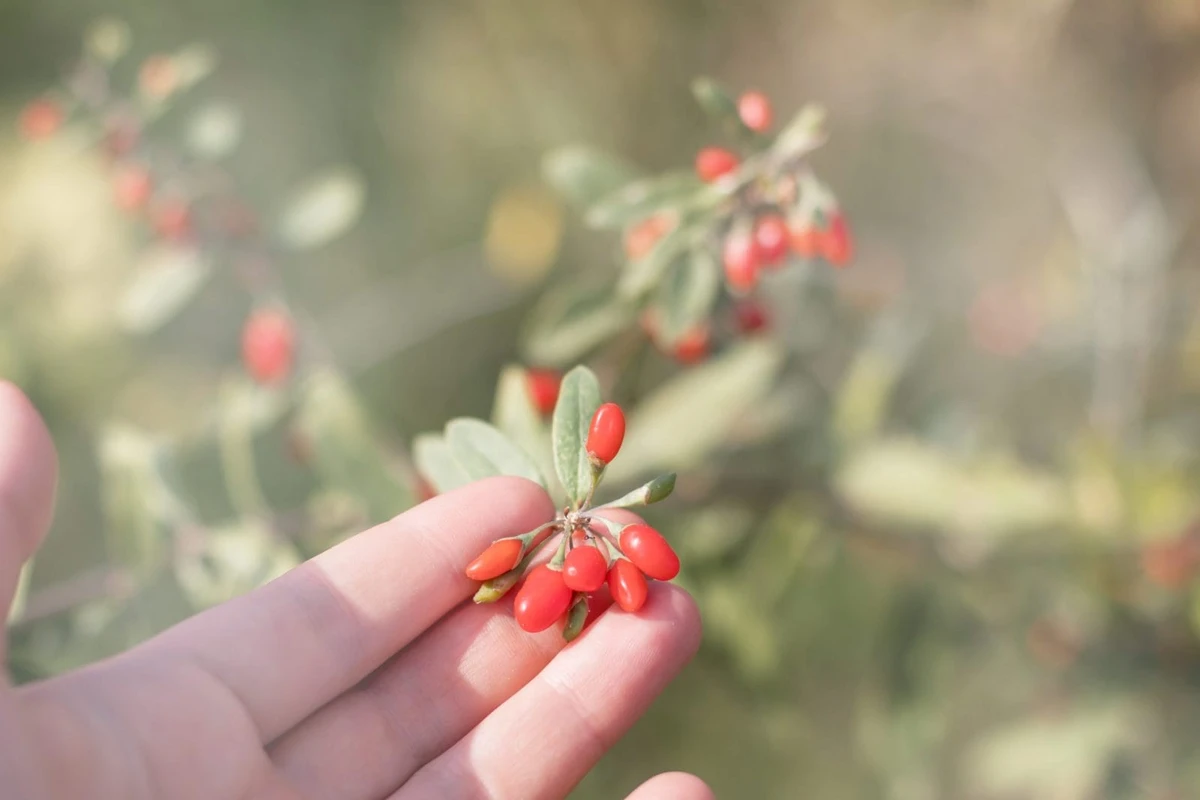 Goji berry por Shutterstock