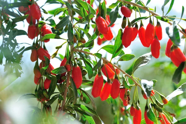 Goji berry por Shutterstock
