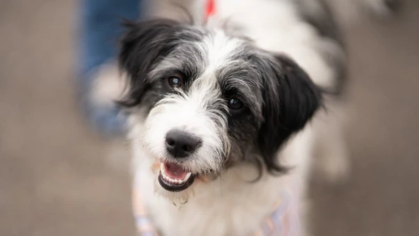 Inclinar a cabeça pode ser um sinal de algo mais do que pura fofura