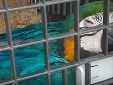 Imagem - Homem é multado em R$ 5 mil por comércio ilegal de aves silvestres