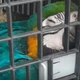 Imagem - Homem é multado em R$ 5 mil por comércio ilegal de aves silvestres