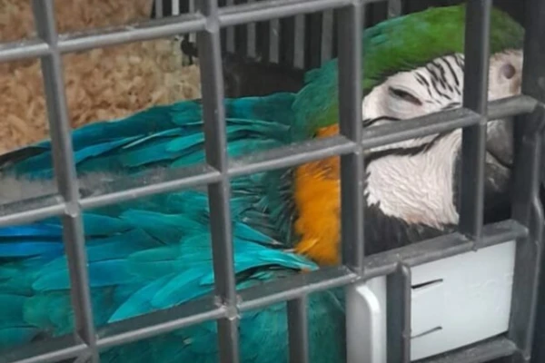 Arara-canindé foi encontrada no porta-malas do homem