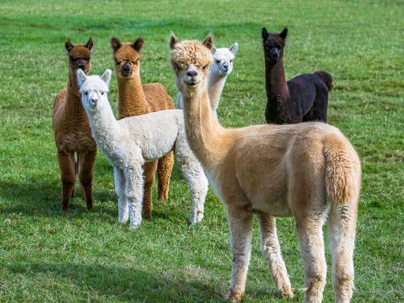 Imagem - Já ouviu falar de alpaca? Veja 7 curiosidades interessantes