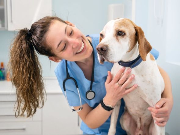 Imagem - Veja as causas e os sintomas da hipertrigliceridemia em animais