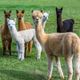Imagem - Já ouviu falar de alpaca? Veja 7 curiosidades interessantes