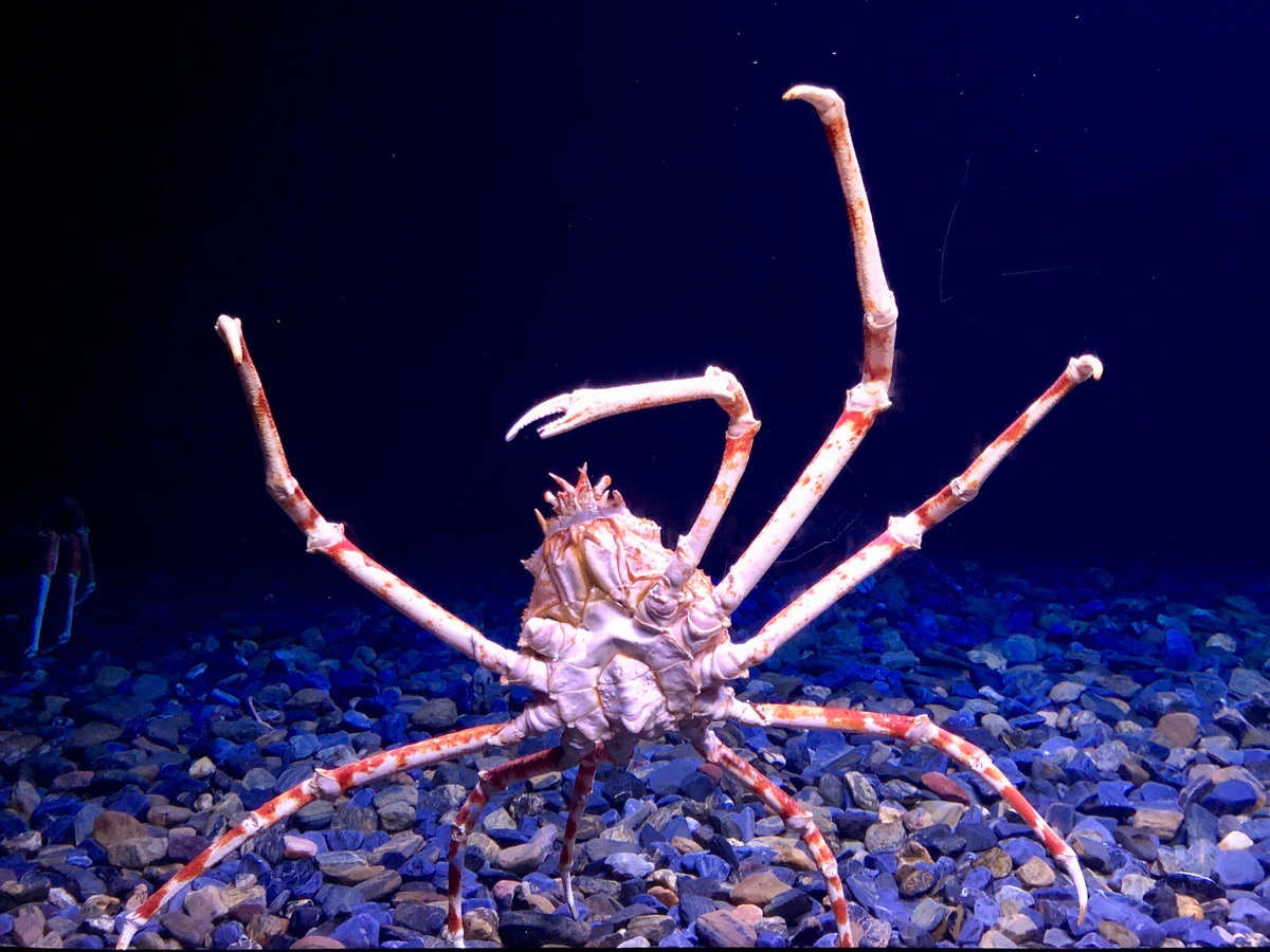 Caranguejo-aranha-gigante (Macrocheira kaempferi) por Divulgação