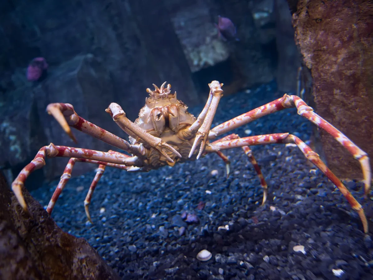 Caranguejo-aranha-gigante (Macrocheira kaempferi) por Divulgação