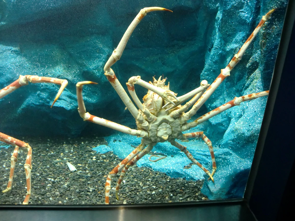 Caranguejo-aranha-gigante (Macrocheira kaempferi) por Divulgação