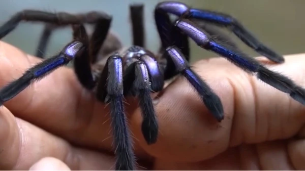 Cientistas afirmam que é uma das aranhas mais raras do planeta