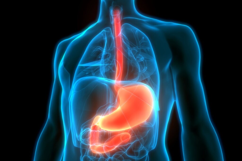 A endoscopia ajuda a identificar diversas doenças no trato gastrointestinal superior (Imagem: Magic mine | Shutterstock) 