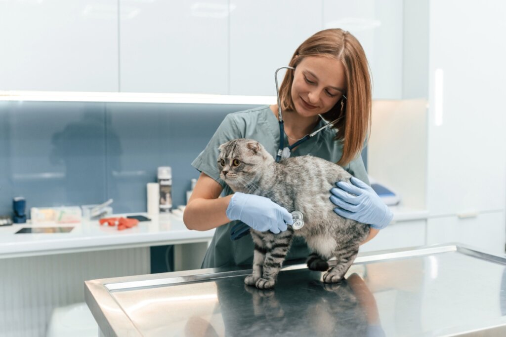 O acompanhamento veterinário é fundamental para identificar a hipertrigliceridemia (Imagem: Standret | Shutterstock)