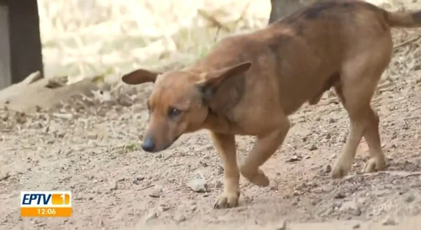 Cãozinho caminha 12 km para se despedir do tutor em velório em MG  por Reprodução/EPTV