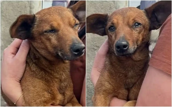 Cãozinho caminha 12 km para se despedir do tutor em velório em MG  por Reprodução/EPTV