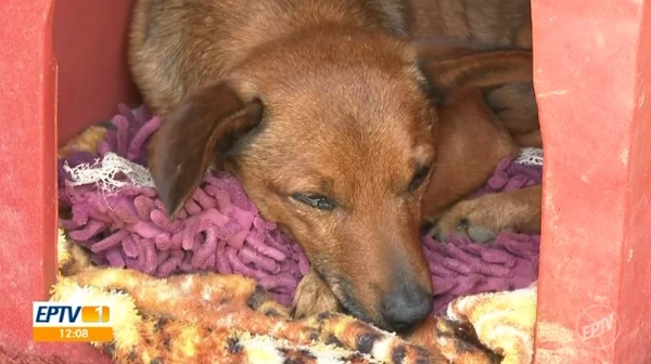Cãozinho caminha 12 km para se despedir do tutor em velório em MG  por Reprodução/EPTV