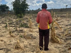 Imagem - Pequenos agricultores denunciam perdas de até R$ 8 mil após uso de agrotóxicos em drones