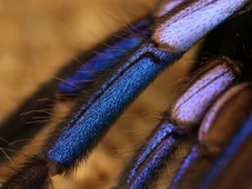 Imagem - Nova espécie de aranha azul elétrica que vive em ambiente improvável é descoberta