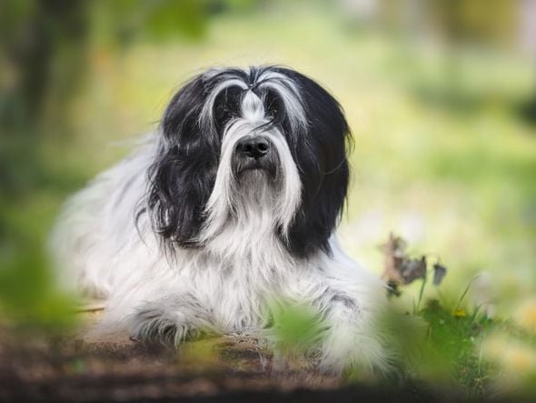 Imagem - Conheça 4 características do cachorro da raça terrier tibetano