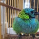 Imagem - Mais de 70 aves silvestres resgatadas em Candeias vão passar por reabilitação