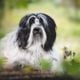 Imagem - Conheça 4 características do cachorro da raça terrier tibetano
