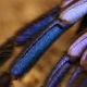 Imagem - Nova espécie de aranha azul elétrica que vive em ambiente improvável é descoberta