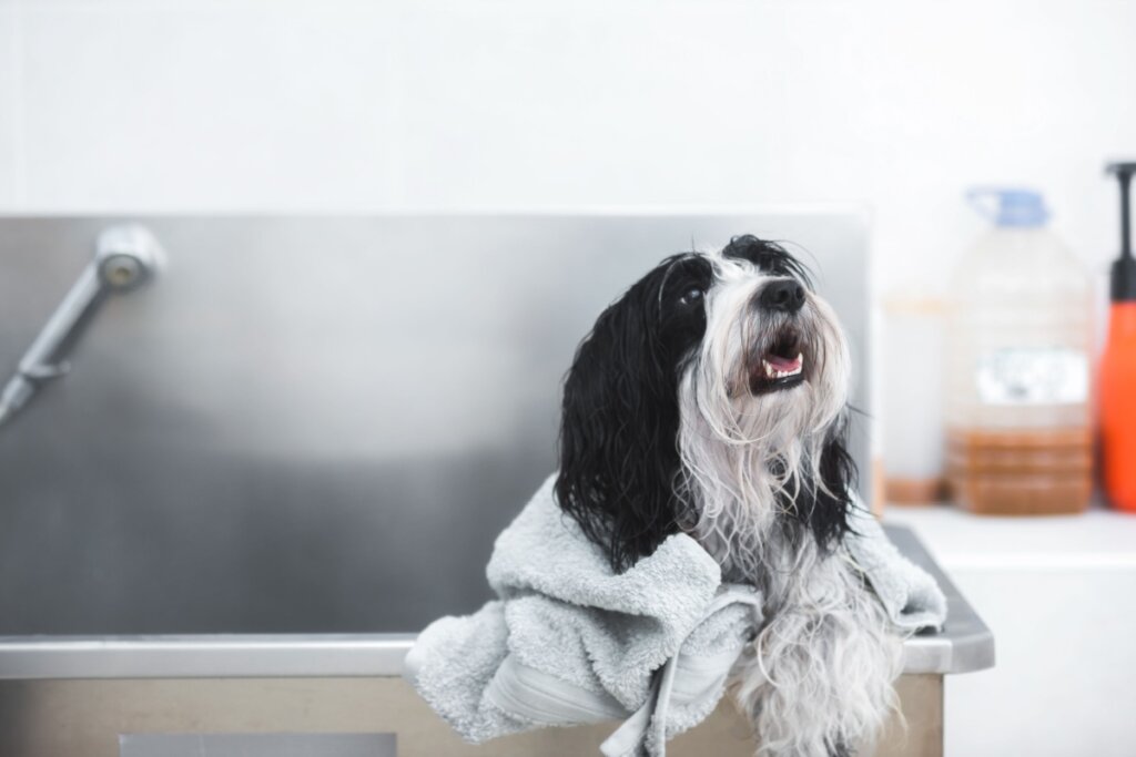 [Edicase]O cachorro da raça terrier tibetano precisa de banhos regulares e inspeções nas orelhas, nos olhos e nas patas (Imagem: Slavica Stajic | Shutterstock) por Imagem: Slavica Stajic | Shutterstock