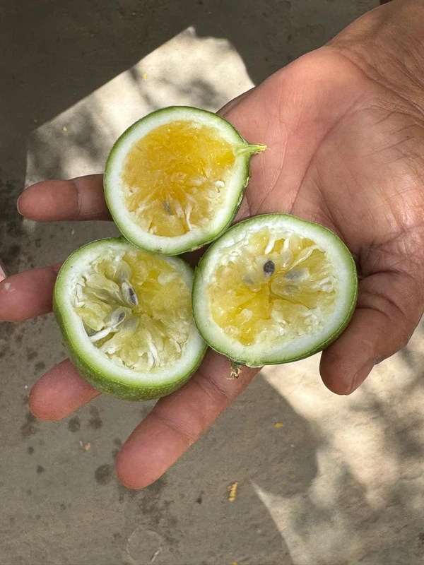 Pequenos agricultores denunciam o uso de agrotóxico por drones; plantações foram perdidas por Reprodução