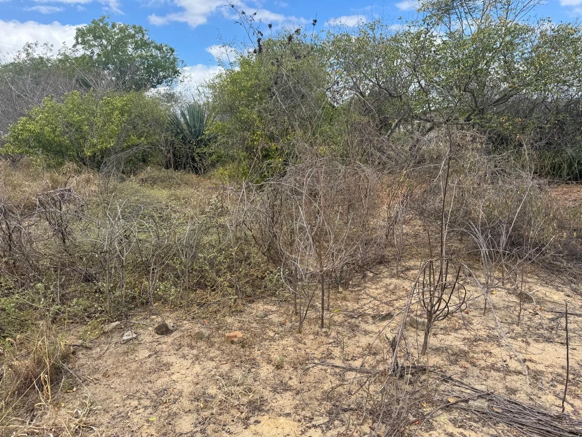 Pequenos agricultores denunciam o uso de agrotóxico por drones; plantações foram perdidas por Reprodução