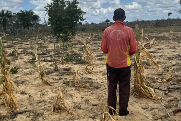 Produtores relatam ter perdido plantações por conta do contato com os defensivos agrícolas