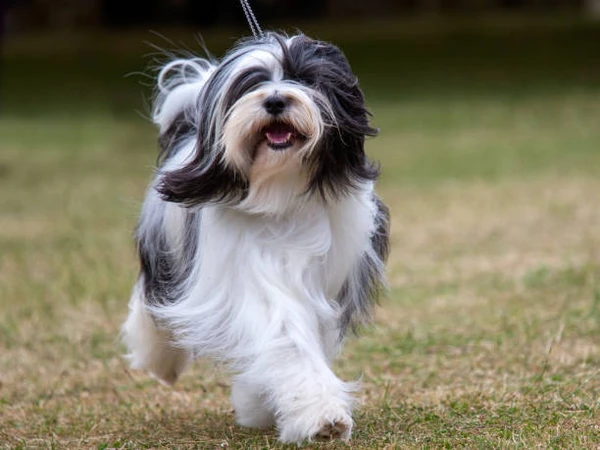 Black and white Tibetan Terrier puppy por Sue Thatcher