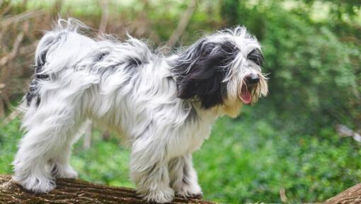 terrier tibetano por IStock
