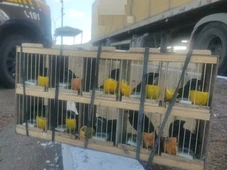Imagem - PRF resgata 60 aves silvestres em Milagres