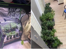 Imagem - Polícia descobre estufas de maconha dentro de apartamento no Rio Vermelho e prende morador