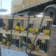 Imagem - PRF resgata 60 aves silvestres em Milagres