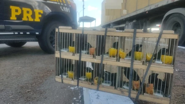 Aves resgatadas em Milagres