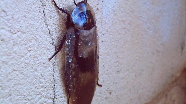 Baratas podem te ajudar a ter um futuro mais limpo