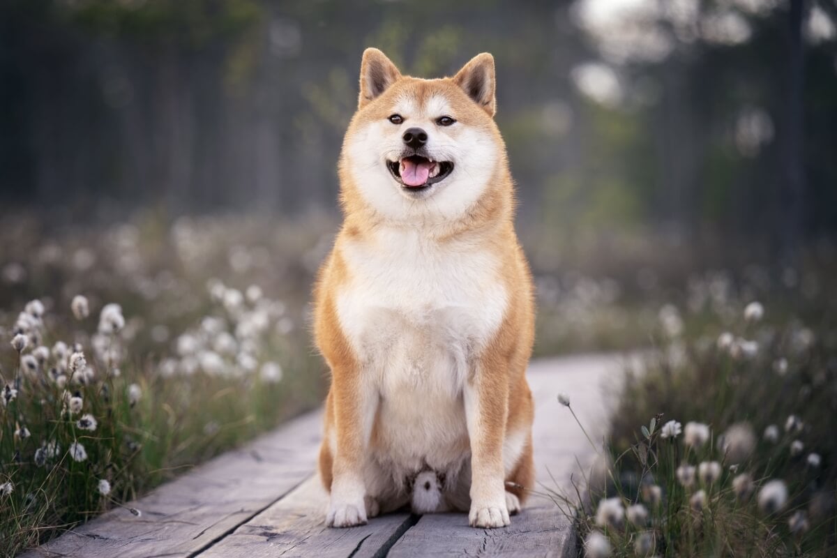 Estes cães se tornaram ícones da cultura japonesa por suas características marcantes (Imagem: Julija Kumpinovica | Shutterstock)