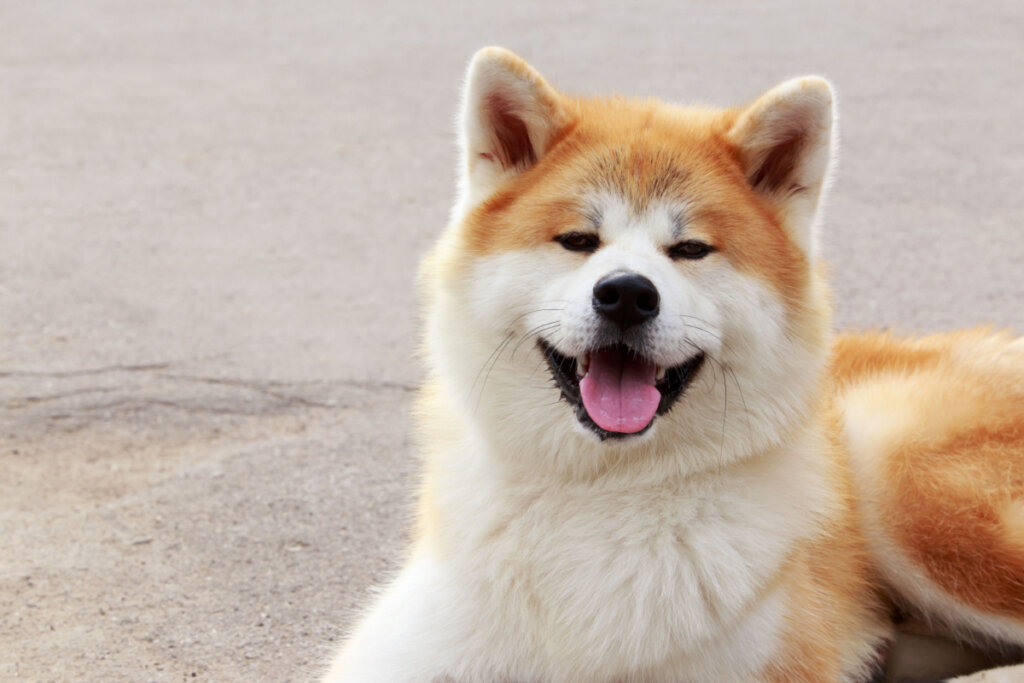 O akita inu é uma das raças mais emblemáticas do Japão (Imagem: Olga Aniven | Shutterstock)