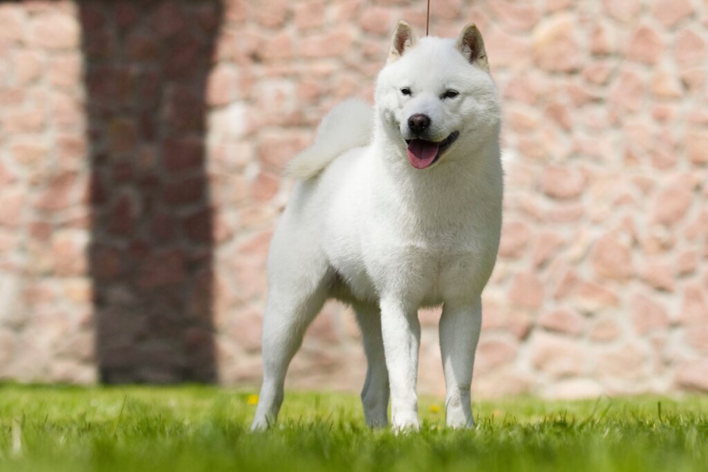 O hokkaido inu é uma das raças mais resistentes ao frio (Imagem: Happy monkey | Shutterstock)