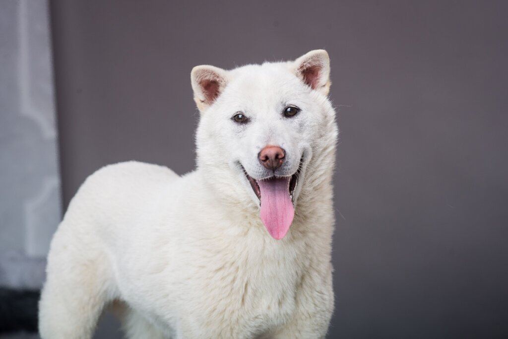 O kishu ken é um cão silencioso e muito fiel à sua família (Imagem: Molica_an | Shutterstock)