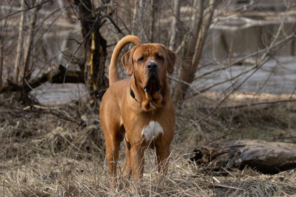 O tosa inu tem porte gigante, mas é um cachorro calmo (Imagem: RobertArt | Shutterstock)
