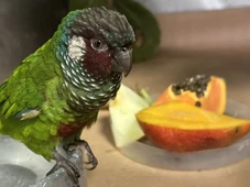 Imagem - Ave silvestre resgatada em Uruçuca é transferida para parque após reabilitação