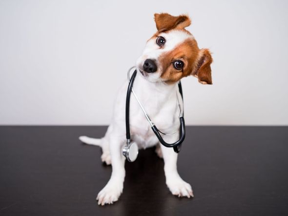 Imagem - Dicas de ouro: saiba como prevenir que o seu animal fique doente